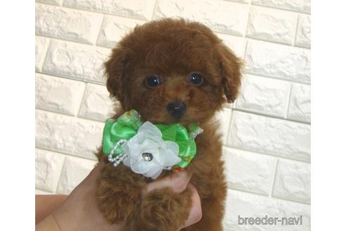 成約済の茨城県のトイプードル-179200の4枚目