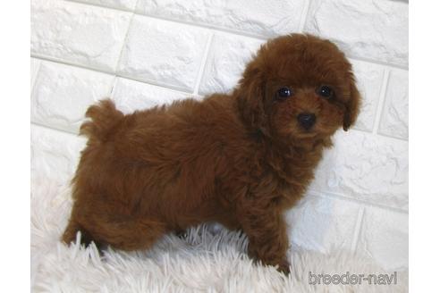 成約済の茨城県のトイプードル-179200の2枚目