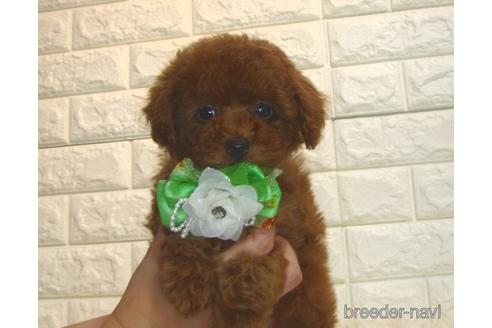 成約済の茨城県のトイプードル-179200の1枚目