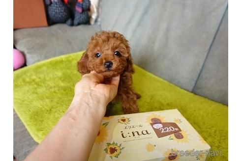 成約済の熊本県のトイプードル-179212の4枚目