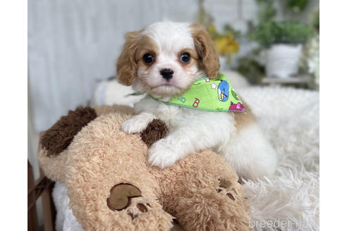 成約済の京都府のミックス犬-177375の6枚目