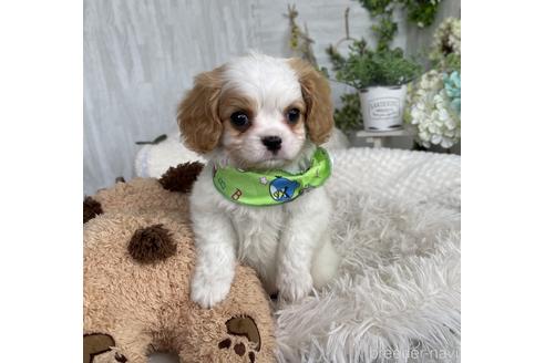 成約済の京都府のミックス犬-177375の5枚目