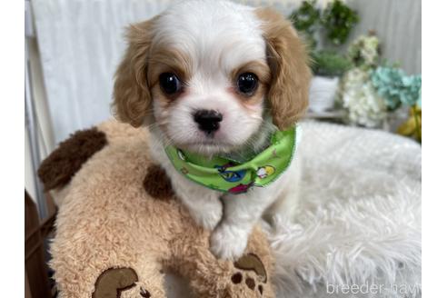 成約済の京都府のミックス犬-177375の1枚目