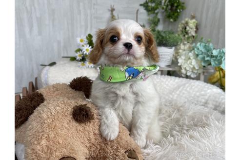 成約済の京都府のミックス犬-177375の3枚目