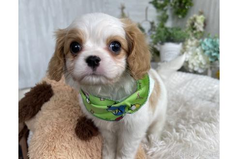 成約済の京都府のミックス犬-177375の2枚目