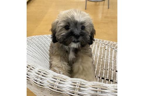 成約済の北海道のミックス犬-173673の4枚目