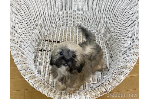 成約済の北海道のミックス犬-173673の1枚目