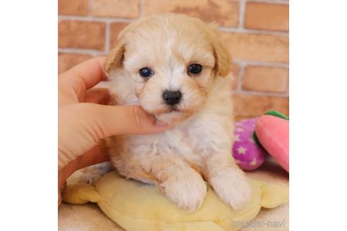 埼玉県のミックス マルプー マルチーズ トイプードル 女の子 22 04 11生まれ とっても可愛い女の子が生まれました 子犬id ブリーダーナビ 埼玉県のミックス マルプー マルチーズ トイプードル 女の子 22 04 11生まれ とっても可愛い女の子が生まれました 子犬id ブリーダーナビ