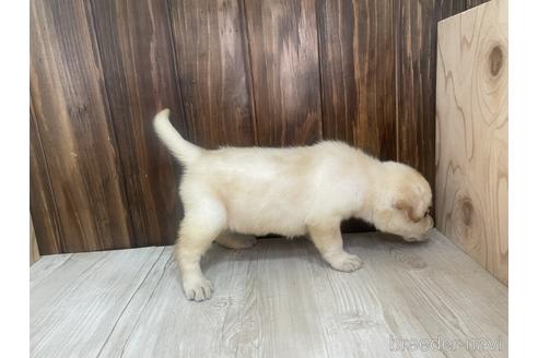 成約済の愛知県のラブラドールレトリーバー-178017の4枚目