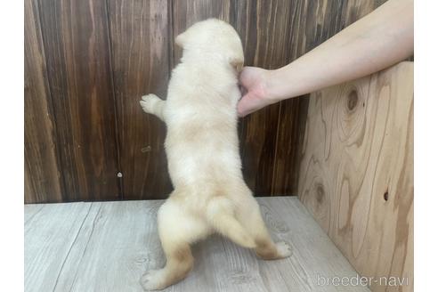 成約済の愛知県のラブラドールレトリーバー-178017の3枚目