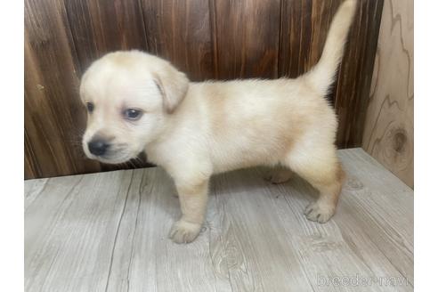 成約済の愛知県のラブラドールレトリーバー-178017の2枚目