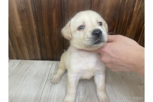 成約済の愛知県のラブラドールレトリーバー-178017の1枚目