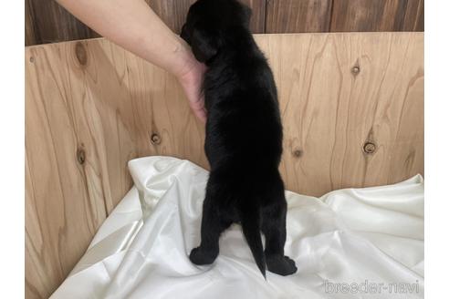 成約済の愛知県のラブラドールレトリーバー-178013の4枚目