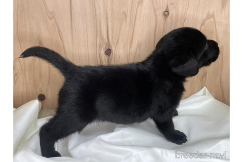 成約済の愛知県のラブラドールレトリーバー-178013の3枚目