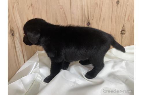 成約済の愛知県のラブラドールレトリーバー-178013の2枚目