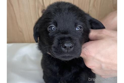 成約済の愛知県のラブラドールレトリーバー-178016