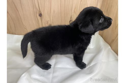 成約済の愛知県のラブラドールレトリーバー-178016の4枚目