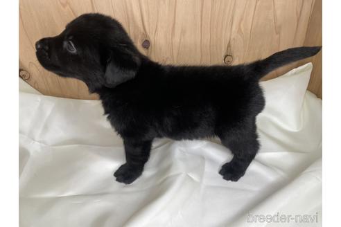 成約済の愛知県のラブラドールレトリーバー-178016の3枚目