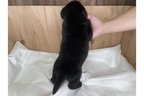 成約済の愛知県のラブラドールレトリーバー-178016の2枚目