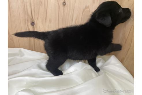 成約済の愛知県のラブラドールレトリーバー-178015の3枚目