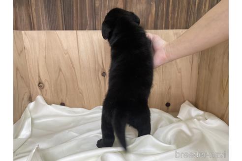 成約済の愛知県のラブラドールレトリーバー-178015の2枚目