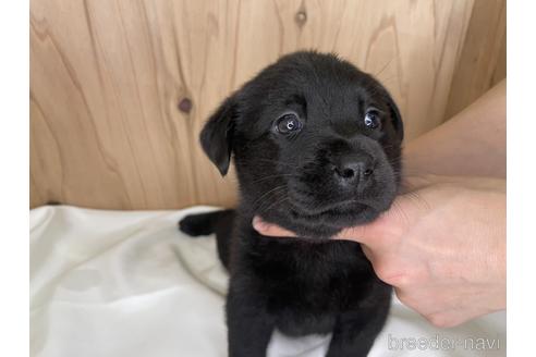 成約済の愛知県のラブラドールレトリーバー-178015