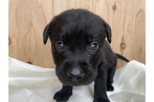 成約済の愛知県のラブラドールレトリーバー-177842の1枚目