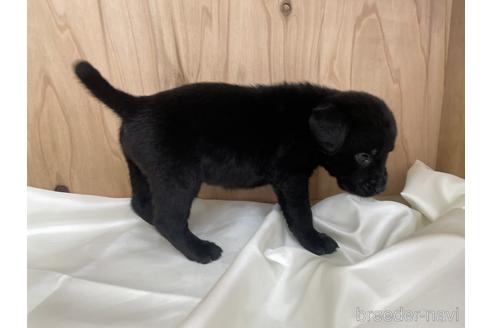 成約済の愛知県のラブラドールレトリーバー-177842の3枚目