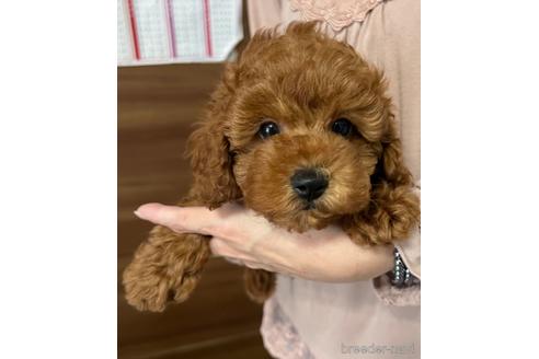 成約済の埼玉県のトイプードル-172597の14枚目