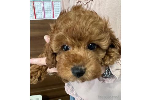 成約済の埼玉県のトイプードル-172597の12枚目