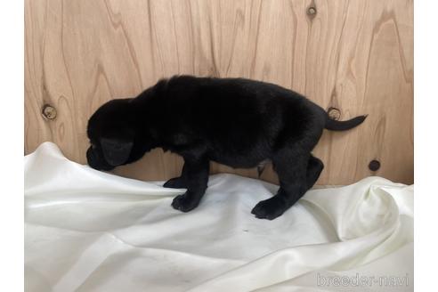 成約済の愛知県のラブラドールレトリーバー-177841の4枚目