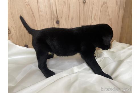 成約済の愛知県のラブラドールレトリーバー-177841の3枚目