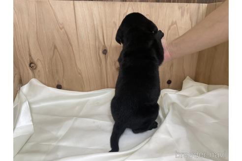 成約済の愛知県のラブラドールレトリーバー-177841の2枚目