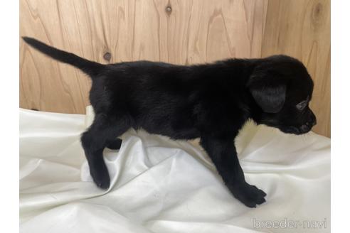 成約済の愛知県のラブラドールレトリーバー-177840の4枚目