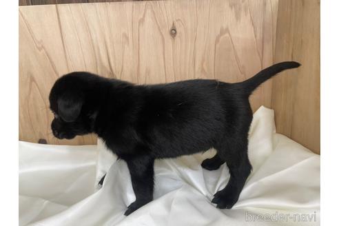 成約済の愛知県のラブラドールレトリーバー-177840の3枚目