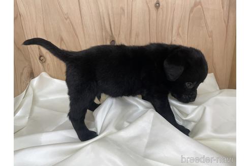 成約済の愛知県のラブラドールレトリーバー-177851の4枚目