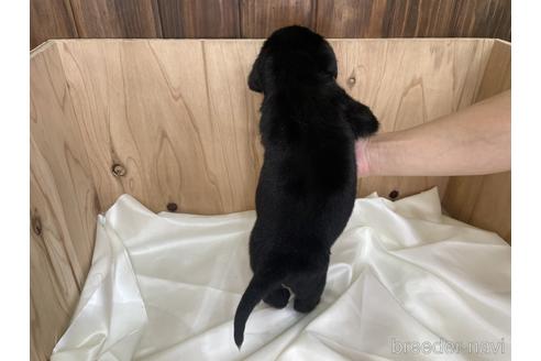 成約済の愛知県のラブラドールレトリーバー-177851の3枚目