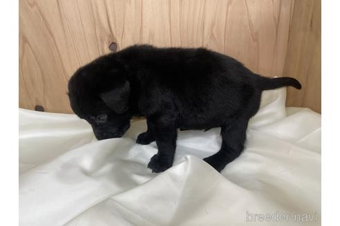 成約済の愛知県のラブラドールレトリーバー-177851の2枚目