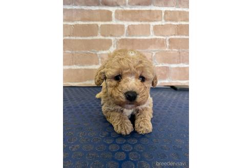 成約済の神奈川県のミックス犬-179254の2枚目