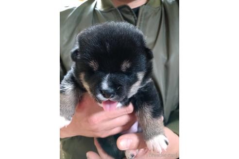 成約済の岡山県の柴犬-177740の1枚目