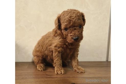 成約済の東京都のトイプードル-179320の7枚目