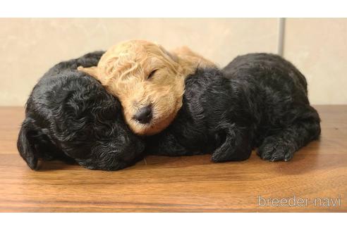 成約済の東京都のトイプードル-179321の14枚目