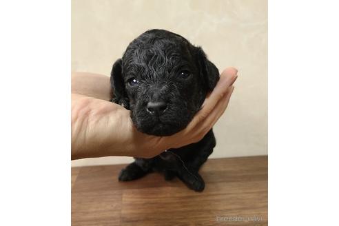 成約済の東京都のトイプードル-179321の9枚目