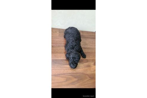 成約済の東京都のトイプードル-179321の10枚目