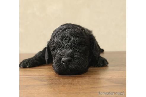 成約済の東京都のトイプードル-179321の11枚目