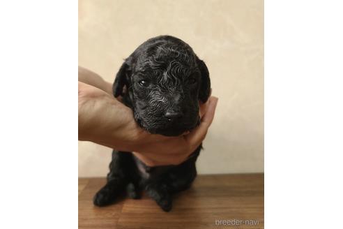 成約済の東京都のトイプードル-179321の13枚目