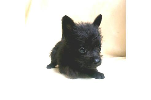 成約済の茨城県のミックス犬-176643の10枚目