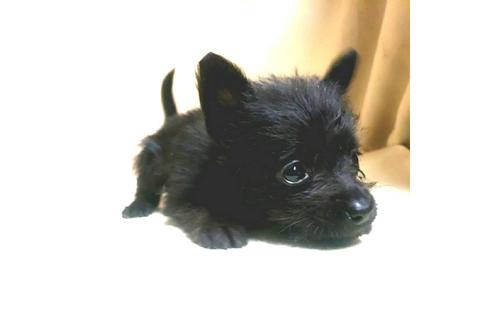 成約済の茨城県のミックス犬-176643の9枚目