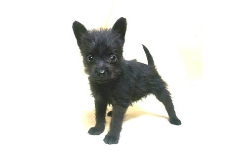 成約済の茨城県のミックス犬-176643の8枚目