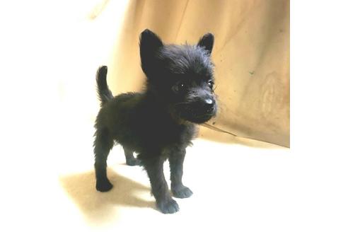 成約済の茨城県のミックス犬-176643の7枚目